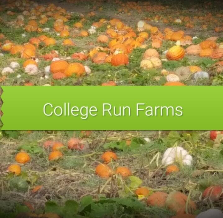 best pumpkin patches Williamsburg Virginia